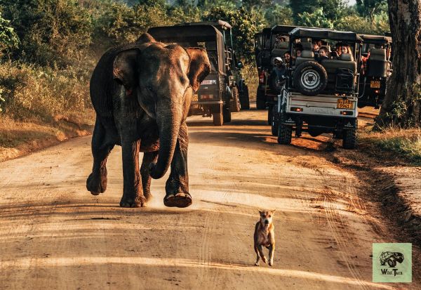 An Elephant been provoked by a Dog - Inside Udawalawe National Park