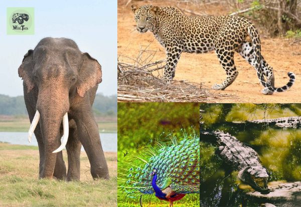 Animals-you-can-see-inside-of-Udawalawe-National-Park