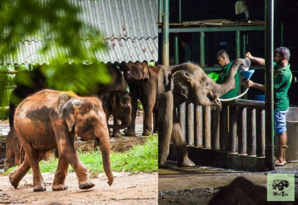 Baby elephants who are taken care by Udawalawe Elephant transist Home