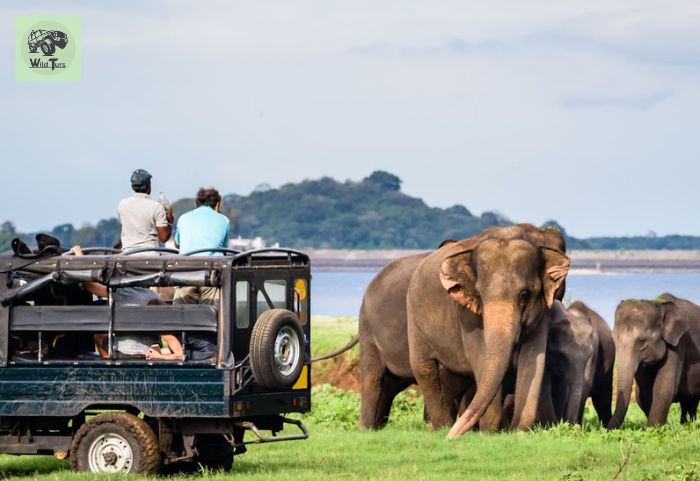 Safari in Udawalawe National Park