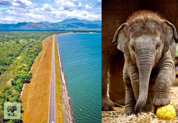 Images shows the both sides of Udawalawe Resevoir and an orphaned baby elephant lives in Udawalawe Elephant Transit Home Images shows the both sides of Udawalawe Resevoir and an orphaned baby elephant lives in Udawalawe Elephant Transit Home