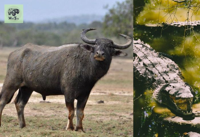 Water Buffalo and Mugger crocodiles