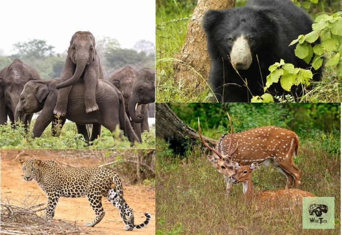 Wild Animals In Udawalawe National Park (Elephants, Sloath Bear, Leopard in Udawalawe, Samber Deer)