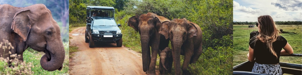 wildturs about Us featured-image