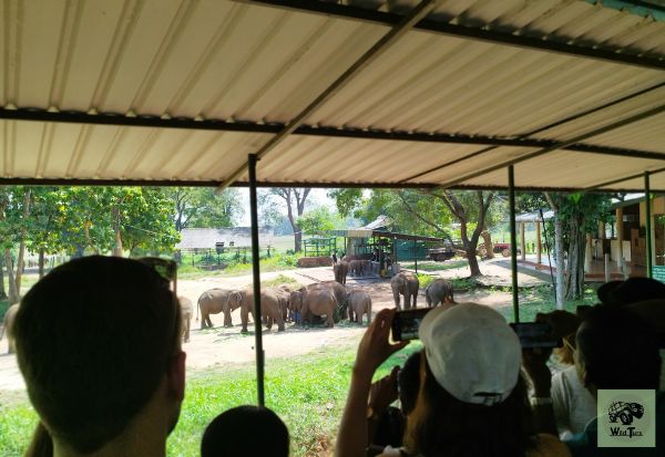 Baby Elephant Feeding Scenery that can be seen from the view point